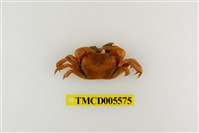 藏品(絨毛折顎蟹)的圖片